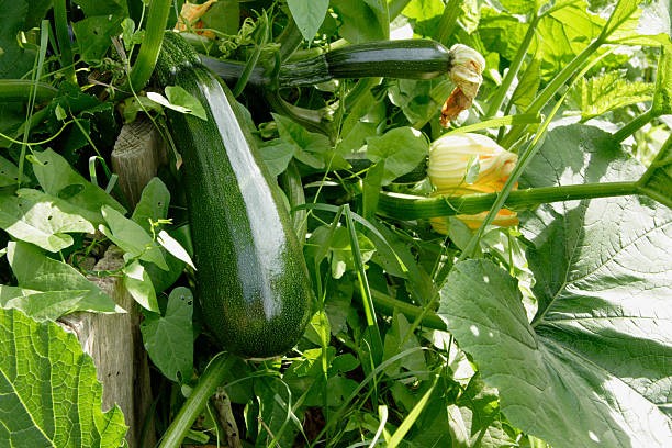COURGETTE